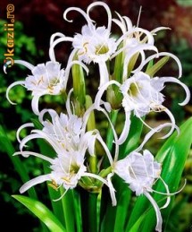 bulbi HYMENOCALLIS FESTALIS   5 ron /buc foto