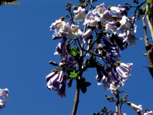 Paulownia foto