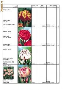 BULBI DE FLORI foto