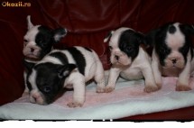 Vand catei Bulldog-Francez foto