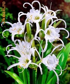 bulbi HYMENOCALLIS FESTALIS   5 ron /buc foto mare