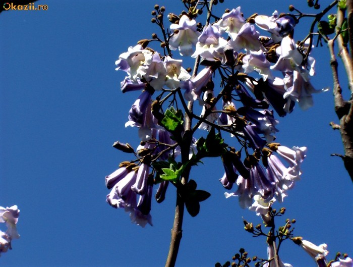 Paulownia foto mare