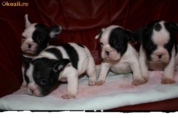 Vand catei Bulldog-Francez foto mare